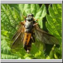 Rhagio notatus - Schnepfenfliege 05b.jpg